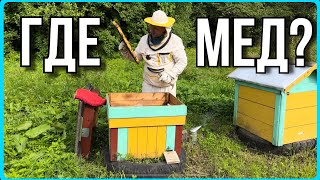 Обзор пасеки у начинающего пчеловода. Главный медосбор #хочувдеревню #пчёлы #пасека