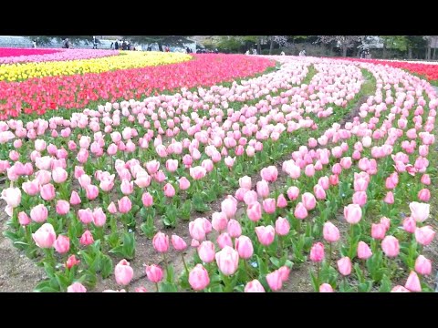 Video: Hoa Tulip Là Vẻ đẹp Của Mùa Xuân