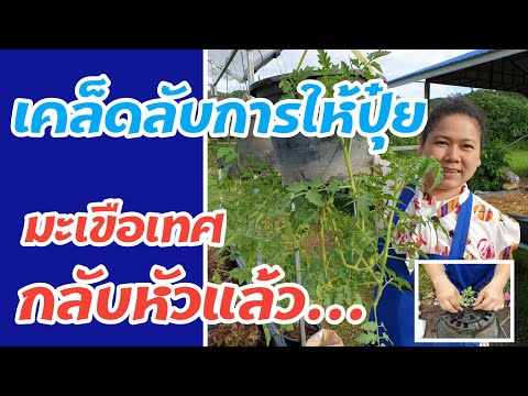 อัพเดตมะเขือเทศกลับหัว พร้อมการดูแลรักษา #หมูอ้วนชวนทำเกษตร