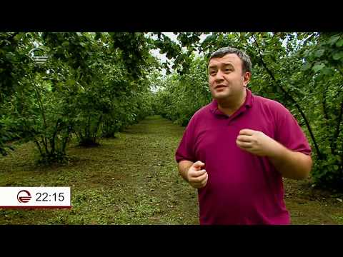 მოსავლის მტერი დამარცხებულია - აზიურ ფაროსანასთან ბრძოლის შედეგები