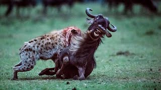 Top 5 Wildebeest Eaten Alive Moments of Hyenas