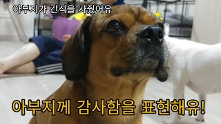 아부지가 간식을 사왔어유! (엄빠가 간식을 매일 사오게 만드는 방법)