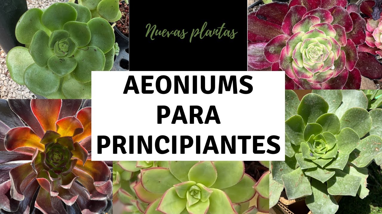 Te presento mis Aeoniums y algunos tips para cuidarlos