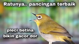Ratu Pancingan !! Suara Pleci Betina Perangsang Bunyi Paling Ampuh