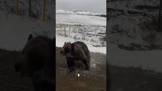 MAMA BEAR CHARGES VEHICLE IN CANADA
