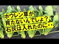 ビーツがうまくできない方もご覧ください。石灰なしでもホウレン草が育つポイントを解説します！