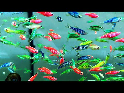 Video: História A Veda Za Spoločnosťou GloFish