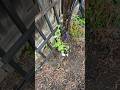 5a May garden - 1