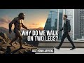 The real reason we walk on two feet: It's not what you think!