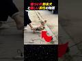 【700万再生】傷ついた野良犬と男性の物語#shorts #動物 #感動