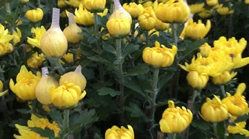 Hoa Cúc Đại Đóa Tết 2018 Ninh Giang Khánh Hòa A Nhàn Khu A D 1M 80 60 40 Hàng Xuất Miền Nam