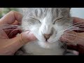 顔面モフモフ - Cat Face Massage -