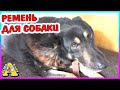 РАСКРЫТ СТРАШНЫЙ СЕКРЕТ МУХТАРА / какие команды знает СОБАКА / Alisa Easy Pets