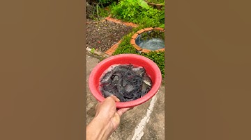 Thả cá sặc vào hồ bơi mấy bé vịt #shorts #short