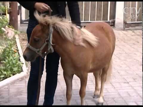 Самая маленькая лошадка. Единственный в Беларуси представитель лошадиной породы мини-аппалузи