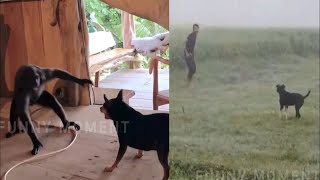 Can you watch without laughing? 99.9% Impossible || 1 Hour Of Funniest Animals 😺🐶