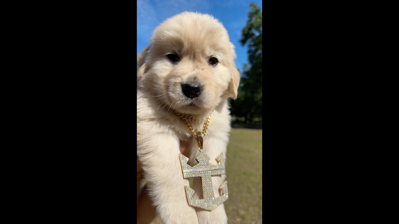 Chief Dog Officer Sailor is growing up so fast 🥹