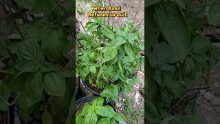 Free Basil Hack? Just Forget to Pull It Out! #shorts #gardeningforbeginners #springgardening