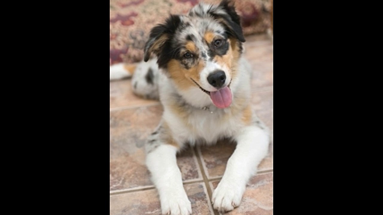 biografi slange Metal linje Discover the Border Collie Australian Shepherd Mix - My Dog's Name