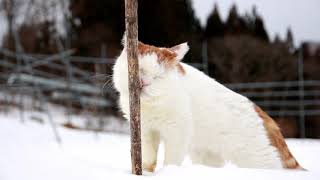 雪歩きしろ Cat walking on the snow 200127