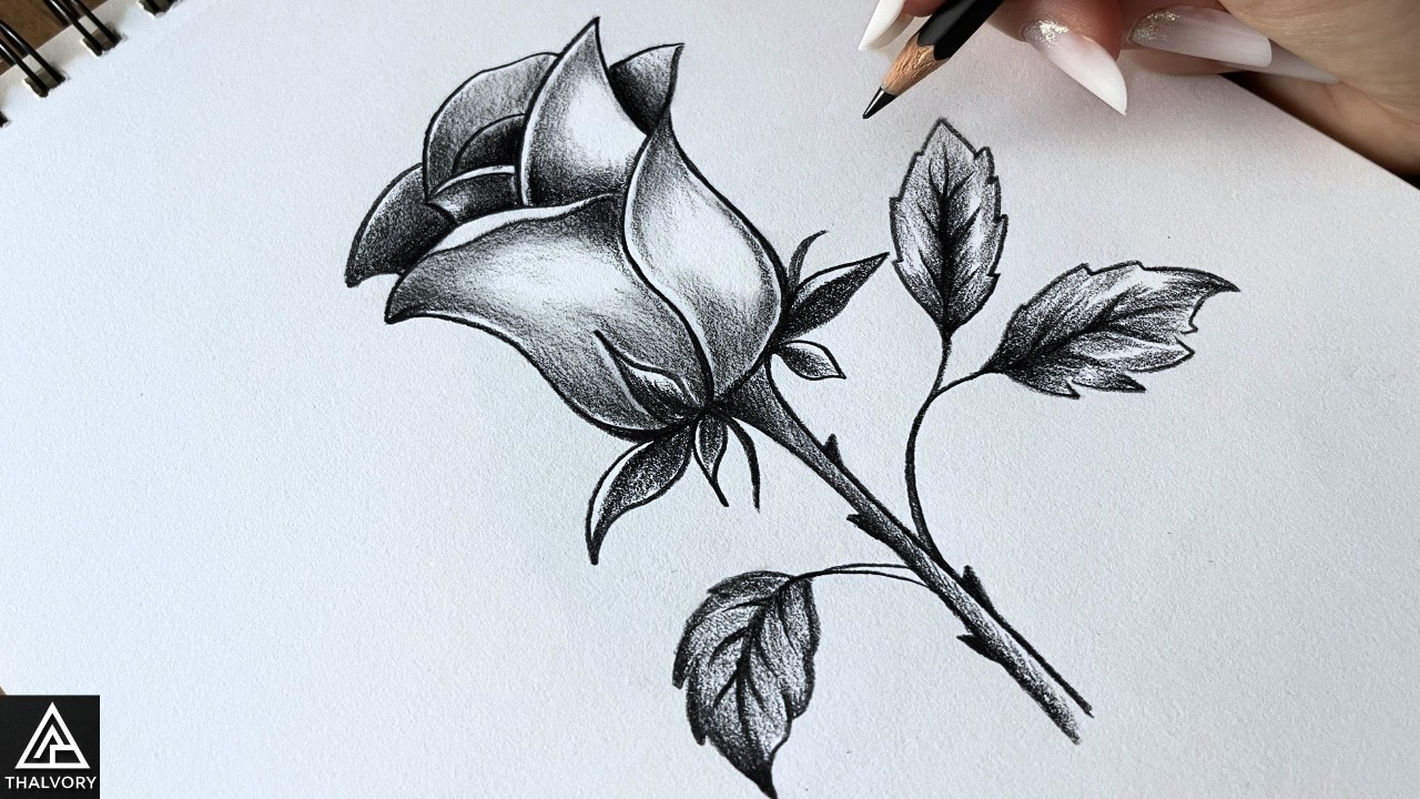 How to Draw a Realistic Rose 🌹 | Easy Pencil Drawing Step by Step