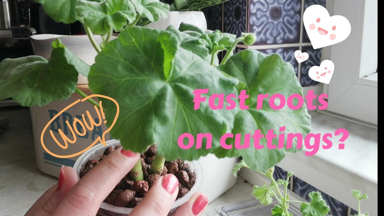 Fast root growth on cuttings with semi hydroponics - YouTube