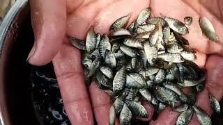 biofloc fish farming monosex tilapia.monosex tilapia fish farming.pona collection.01611367193