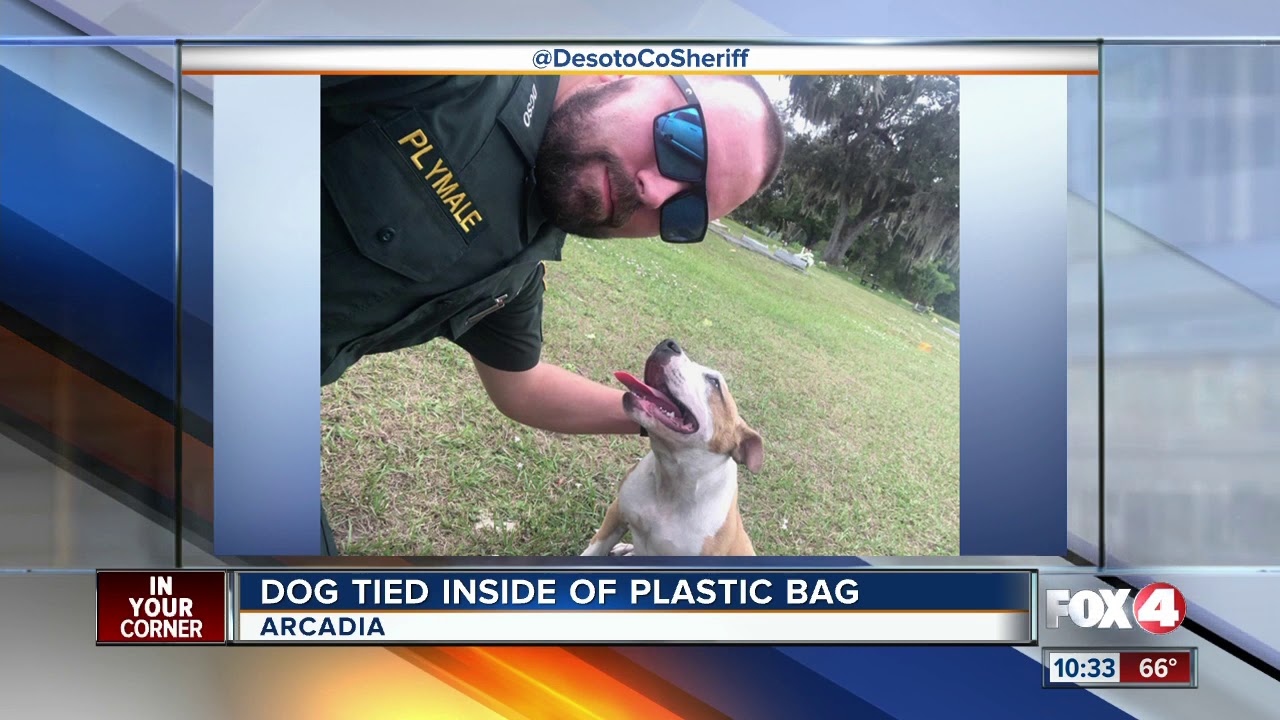 Dog found tied in plastic bag in Arcadia YouTube