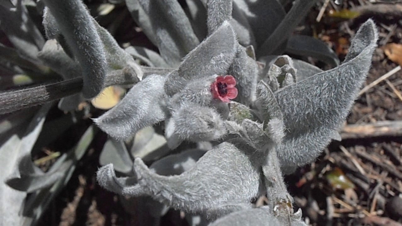 Viniebla o lengua de perro: Pardoglossum cheirifolium (www.riomoros.com