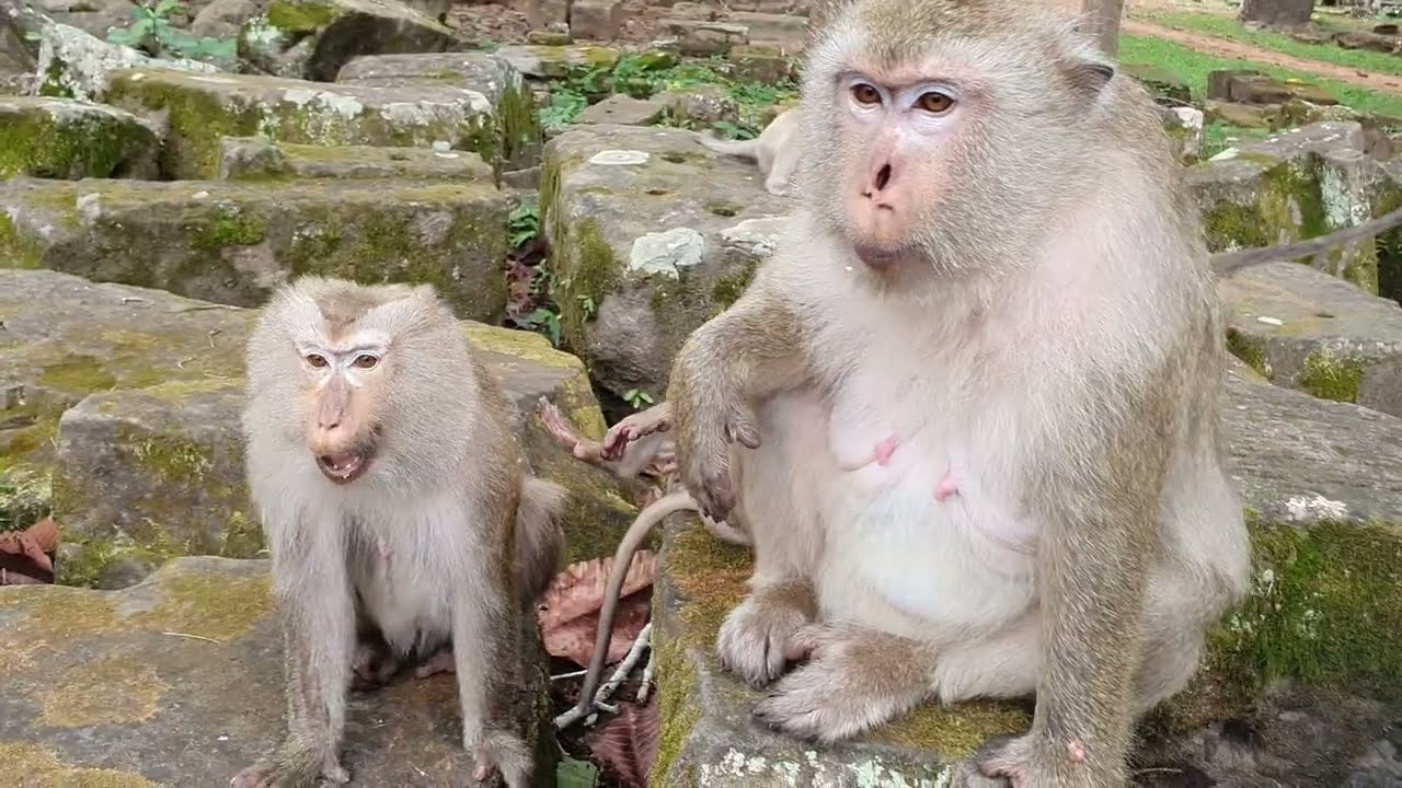 Wildlife monkey family's Briana in Amber troop WML097