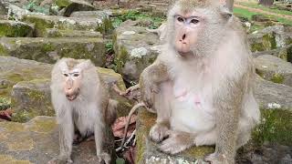 Wildlife Monkey Familys Briana In Amber Troop Wml097