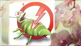 Pest Control Placerville CA-(888) 458-0008