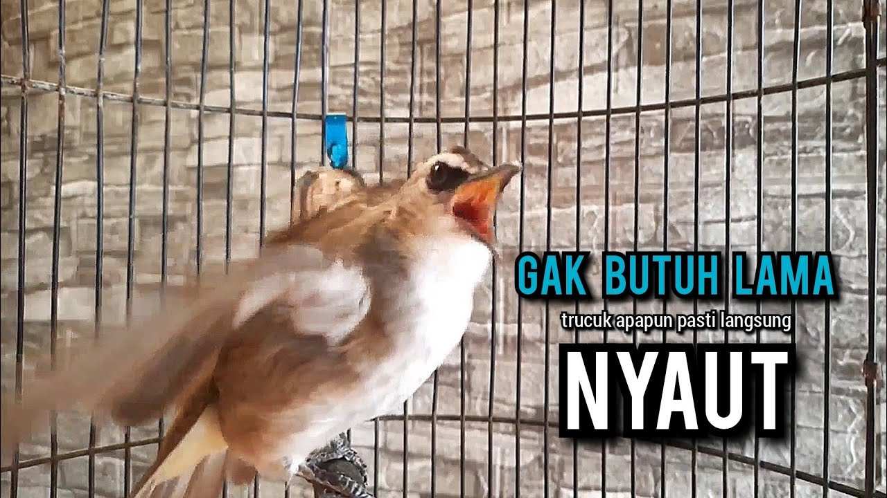 trucukan gacor TARUNG ROPEL PANJANG pancingan trucukan agar bunyi jadikan burung trucuk gacor NYAUT