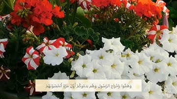 سورة التوبة الآية 13