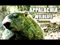Appalachia Wildlife Video 23-37 from Trail Cameras in the Foothills of the Great Smoky Mountains