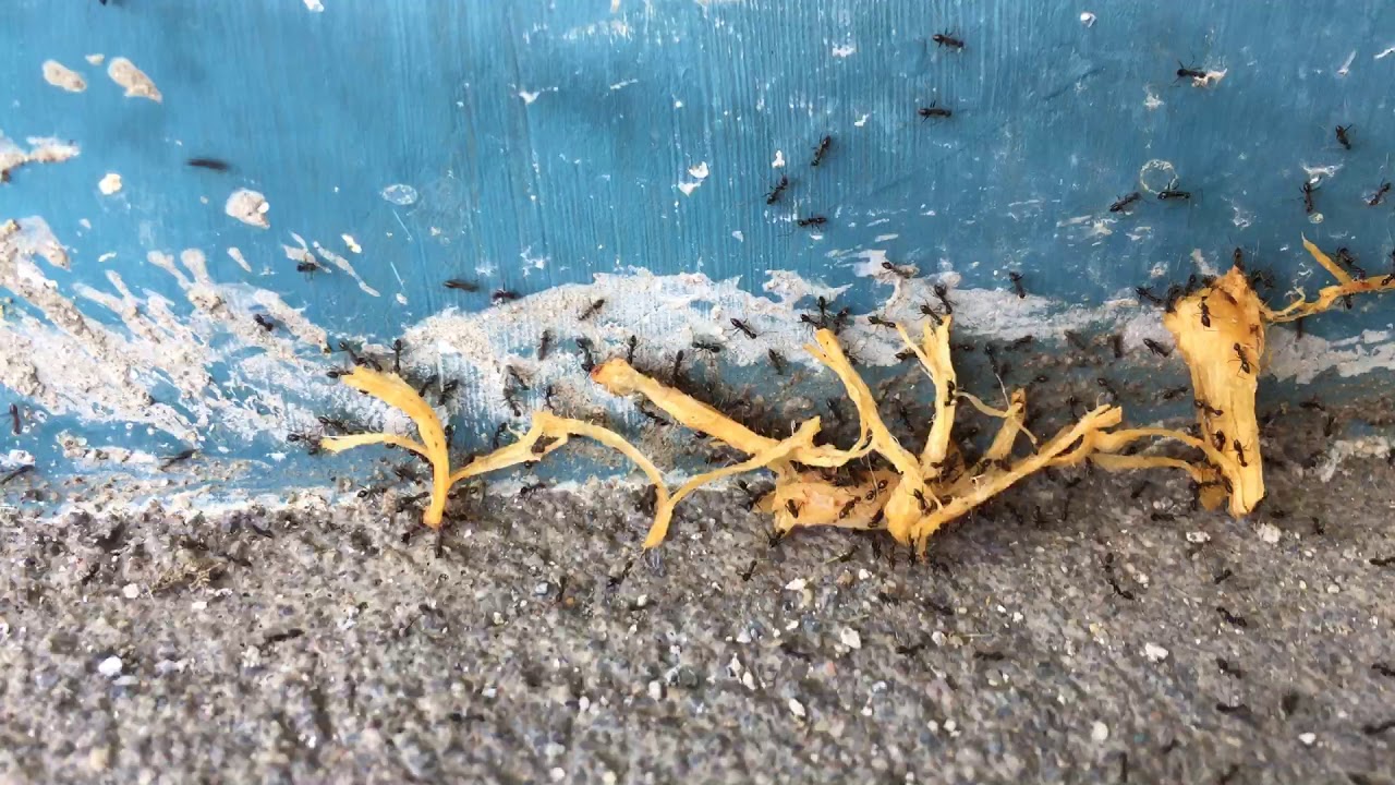  Semut Gotong royong  YouTube