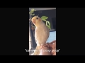 BROKEN BIRB Cockatiel gone crazy