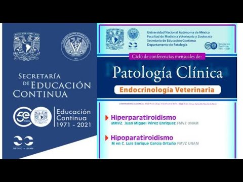 Video: Hiperparatiroidismo En Perros