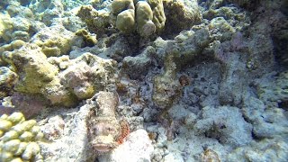 Drachenköpfe im Doppel --- Two Bearded scorpionfish / Scorpaenopsis barbatus