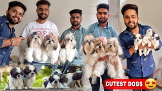 They Have Best Quality Shihtzu Dogs Ever !  *😍CUTEST DOG IN THE WORLD*