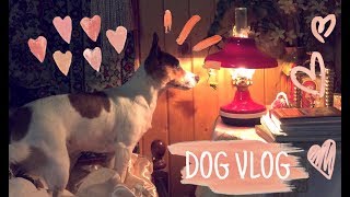 DOG VLOG // Мы с Майлой на даче // Майла играет // посиделки дома DOG VLOG // Мы с Майлой на даче // Майла играет // посиделки дома