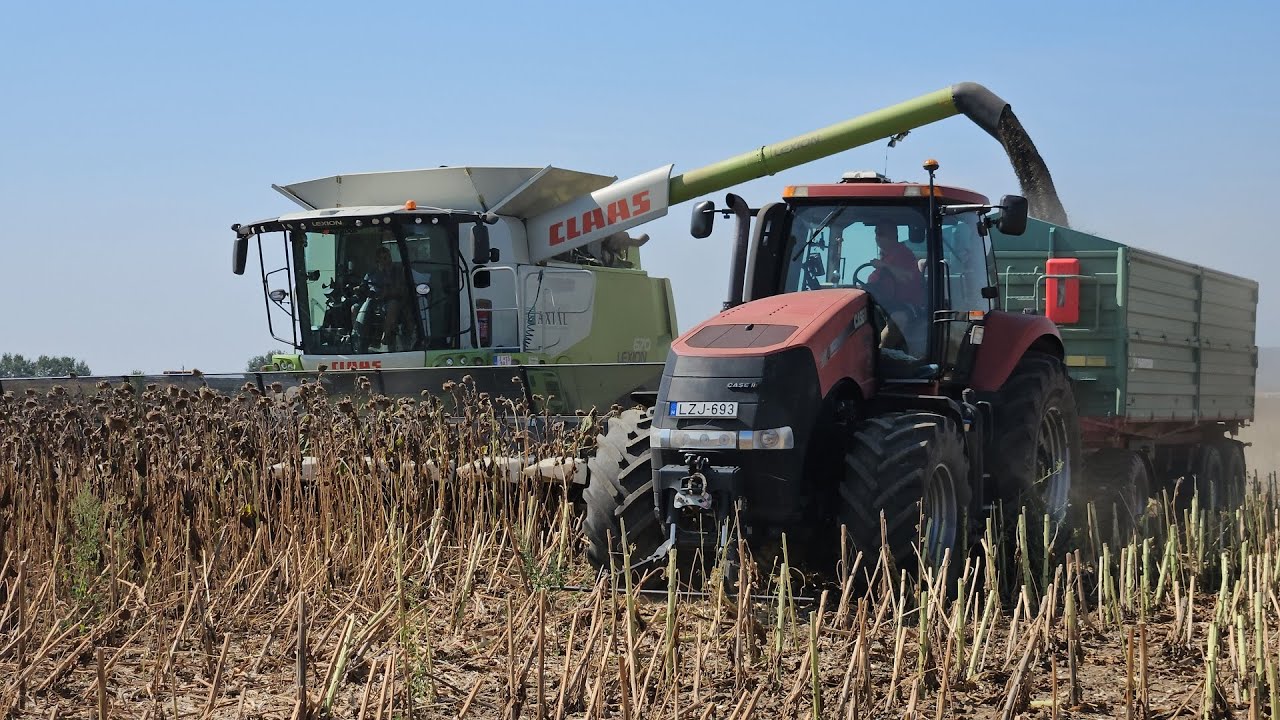 Napraforgó aratás 2024 Claas Lexion 670 Claas Dominator 108 VX
