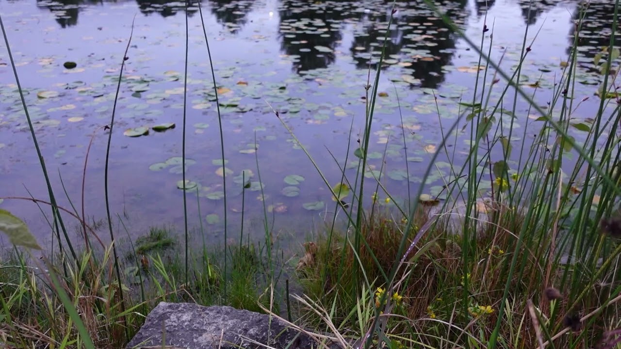 RELAXING POND SCENE & CALMING MUSIC | STUDY & SLEEP MUSIC