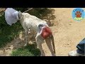 Rescue an Abandoned Dog That Will Warm Your Heart
