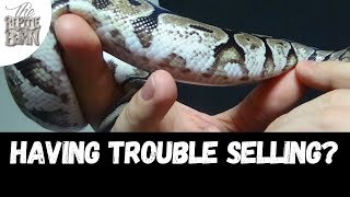New Breeders Selling Ball Pythons: Problem Solving Selling Affordable Ball Pythons While Being A New Breeder