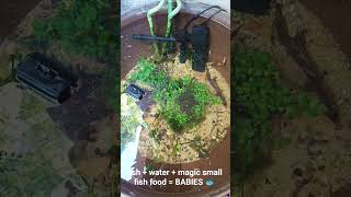 time to order more magic small fish feed and probably a couple more patio ponds #aquariumcoop