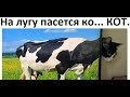 Лютые приколы. На лугу пасется ко... КОТ