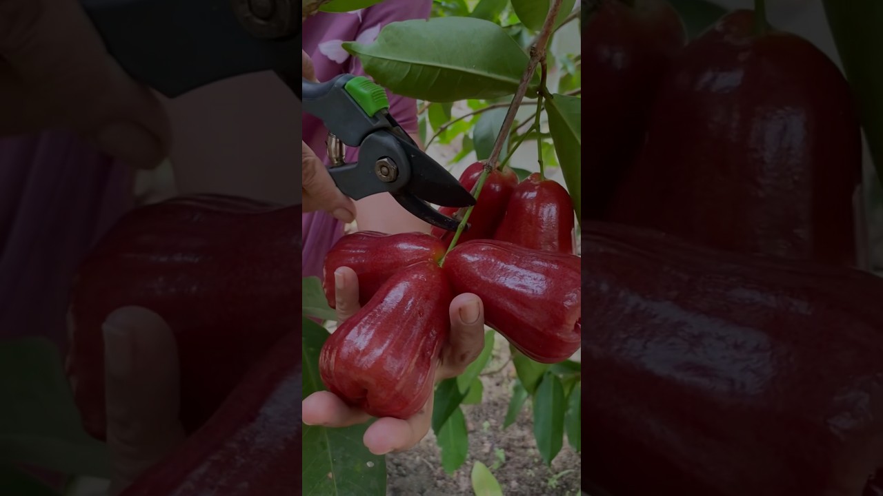 Jambu air citra ukuran besar rasa manis 