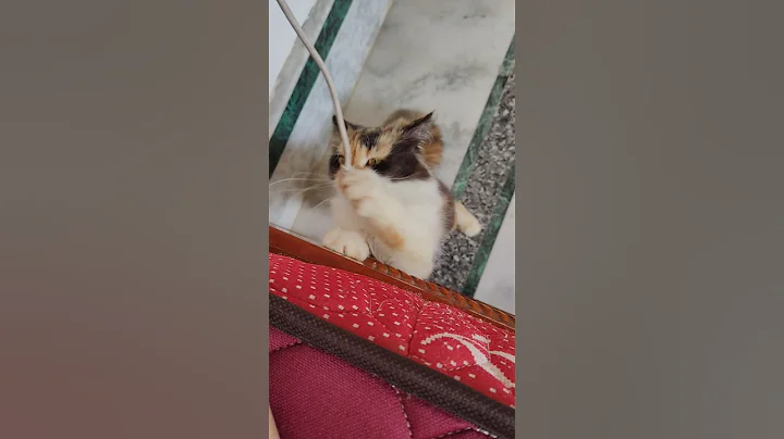 Video 11613141: calico persian cat, persian cat funny