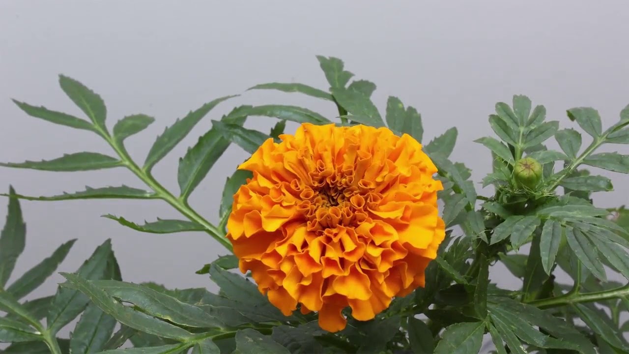 Marigold Video Flowers Name For Kids YouTube